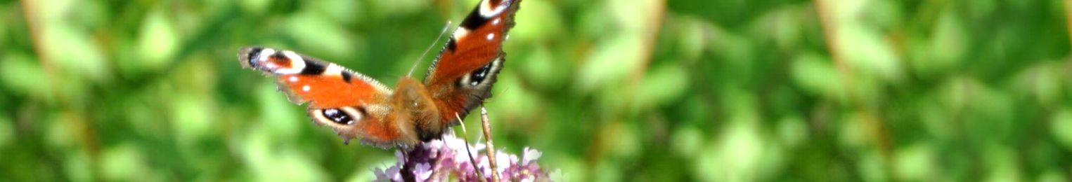 header schmetterling